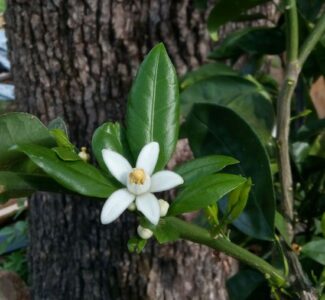 Satsuma (Orange) Sally Image